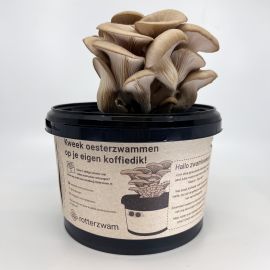 https://cdn.warentuin.nl/media/catalog/product/cache/e2bdb4c1c9d6c2628f40ea5dcb293bcd/r/o/rotterzwam_growkit_witte_achtergrond_01.jpg