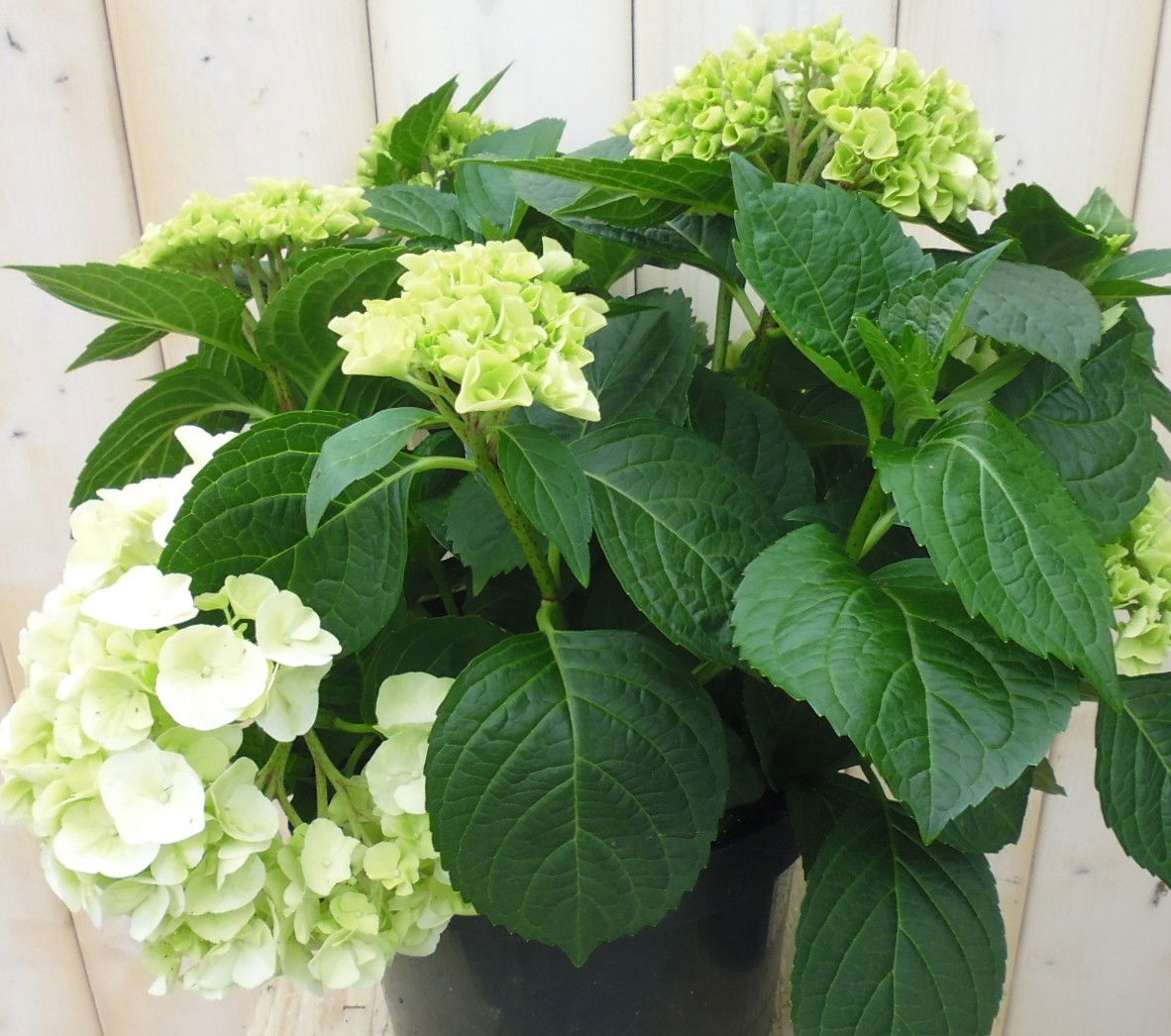 https://cdn.warentuin.nl/media/catalog/product/d/i/diverse_hortensia_s_20__1_6f51.jpg