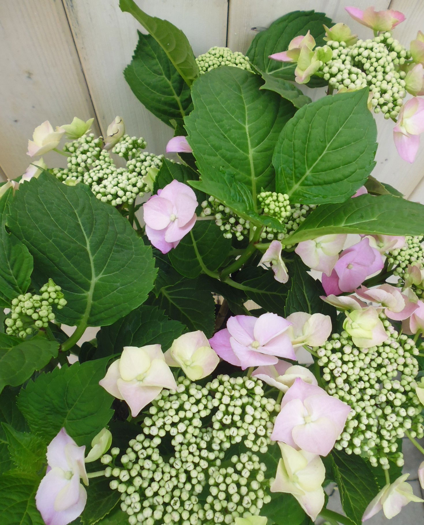 https://cdn.warentuin.nl/media/catalog/product/d/i/diverse_hortensia_s_37__8ae0.jpg