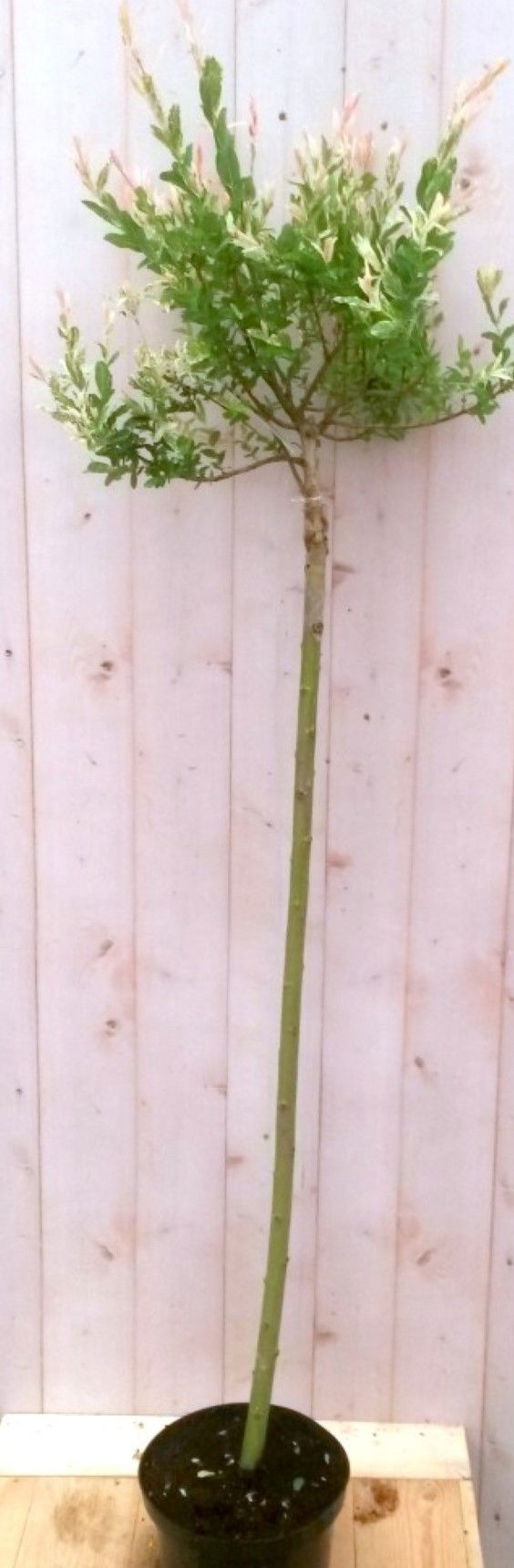 Warentuin natuurlijk Flamingo Salix 80 cm - 