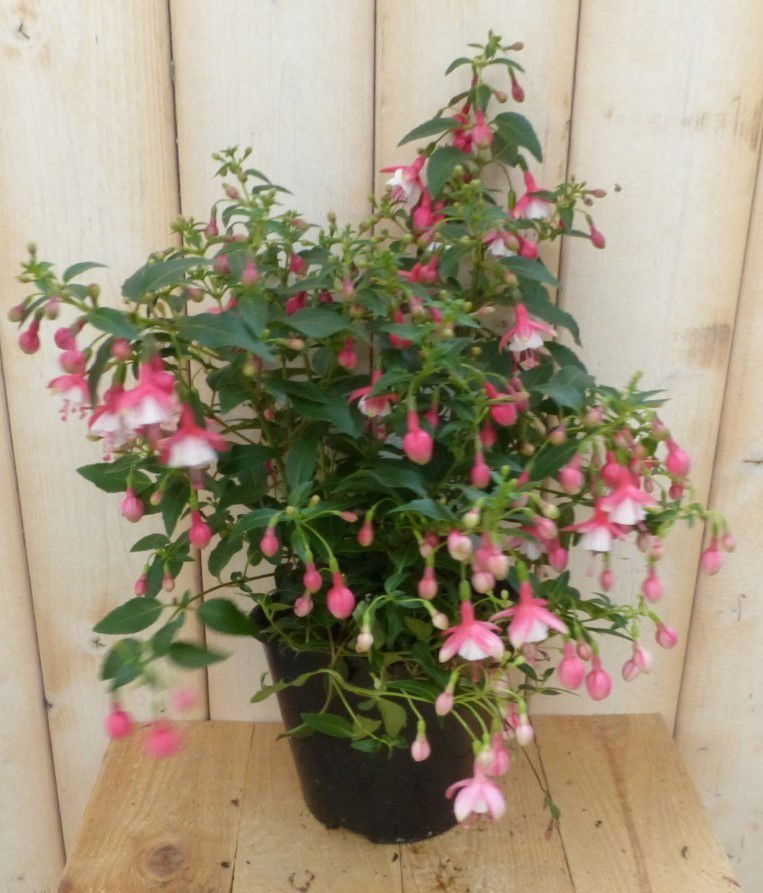 Warentuin natuurlijk Fuchsia vaste licht-roze - 