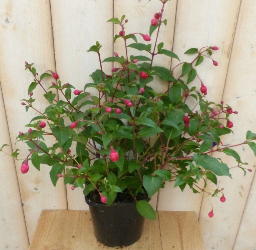 Warentuin natuurlijk Fuchsia Donker-roze - 