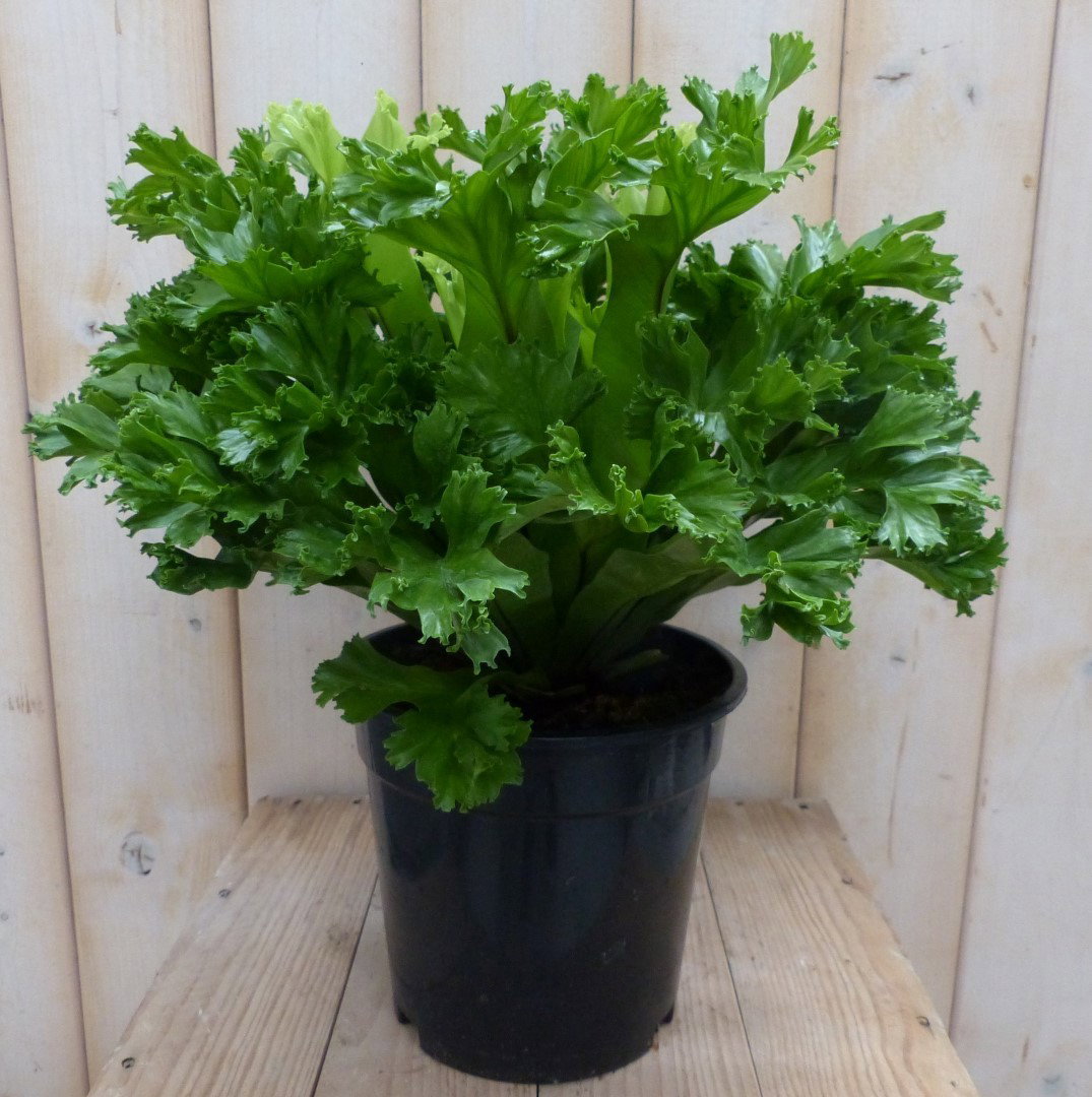 https://cdn.warentuin.nl/media/catalog/product/g/r/groene_krisby_nestvaren_warentuin_natuurlijk_1__e547.jpg