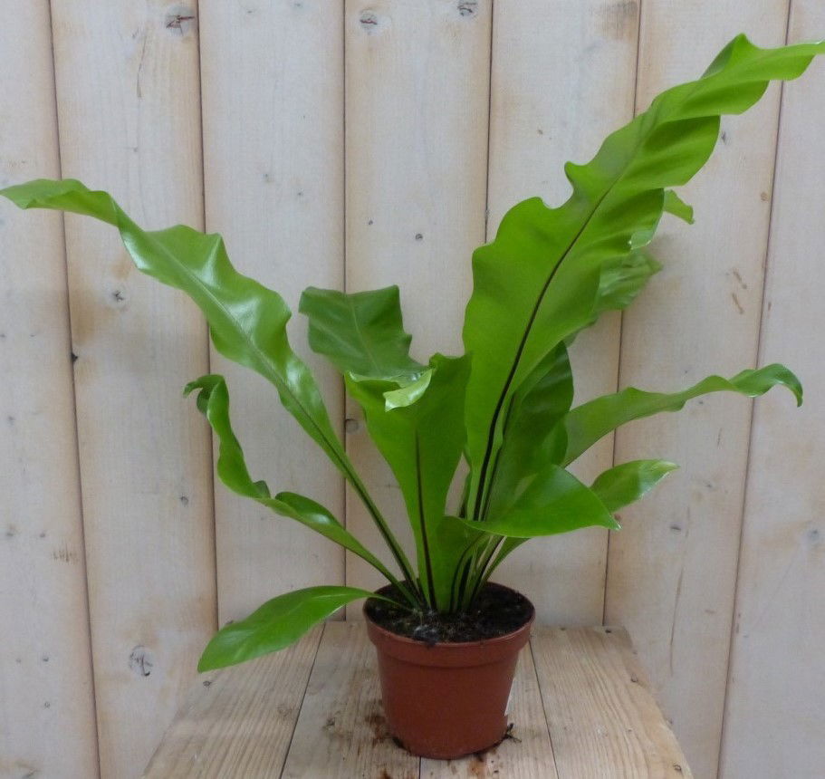 https://cdn.warentuin.nl/media/catalog/product/g/r/groene_varen_asplenium_warentuin_natuurlijk_1__eb36.jpg