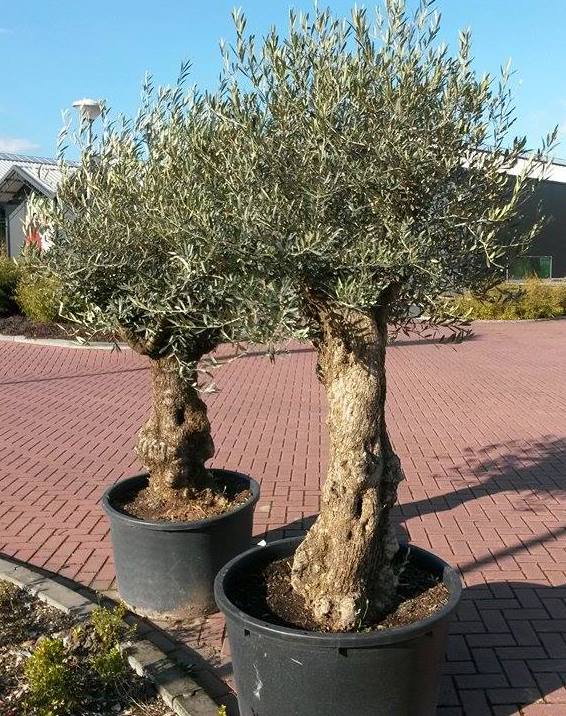 Olijfboom Olea 240 cm XL stam Warentuin Natuurlijk