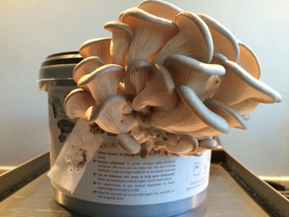 https://cdn.warentuin.nl/media/catalog/product/g/r/growkit_zelf_oesterzwammen_kweken_rotterzwam_2__6a7d.jpg