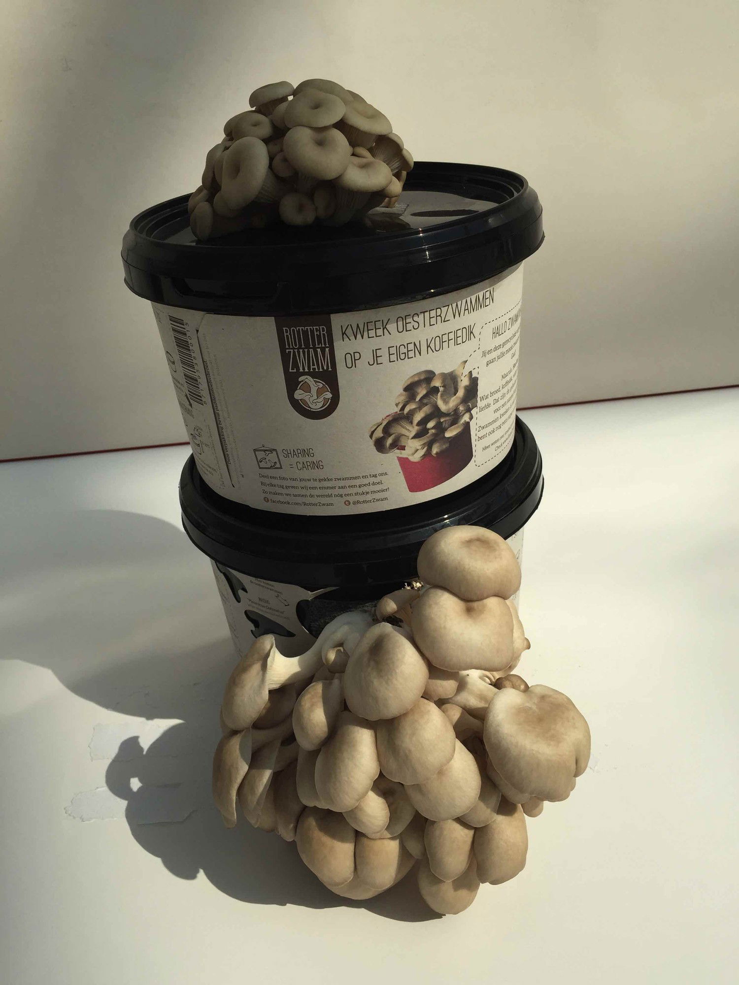 https://cdn.warentuin.nl/media/catalog/product/g/r/growkit_zelf_oesterzwammen_kweken_rotterzwam_4__aa08.jpg