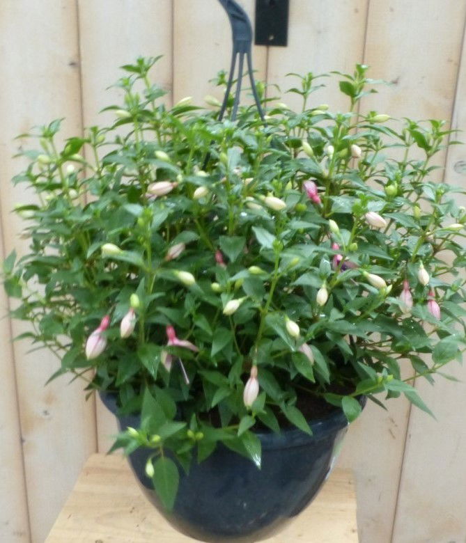 https://cdn.warentuin.nl/media/catalog/product/h/a/hangplant_fuchsia_in_hangpot_licht_roze_tinten_warentuin_natuurlijk_1__fda5.jpg