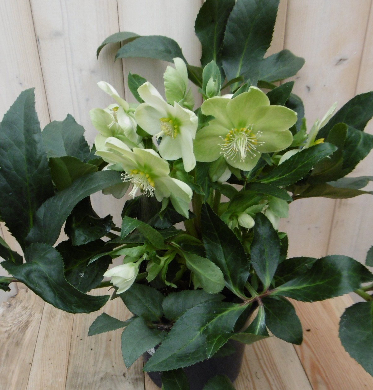 Kerstroos wit groot Warentuin Natuurlijk Helleborus - Warentuin natuurlijk
