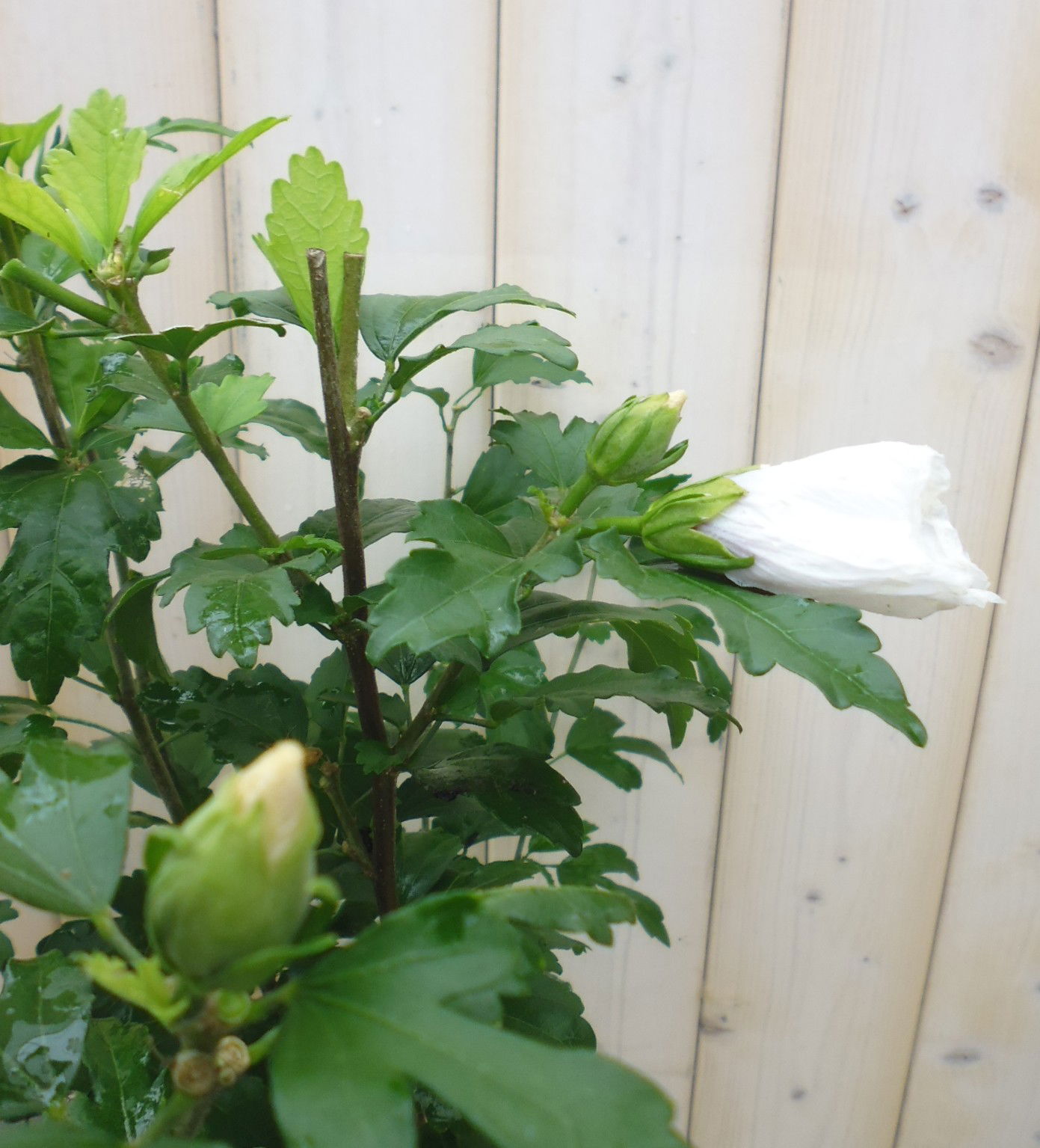 https://cdn.warentuin.nl/media/catalog/product/h/i/hibiscus_11__f5b8.jpg