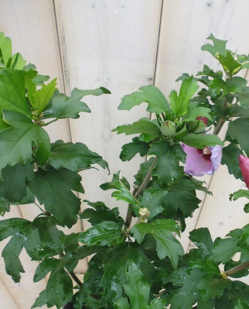 https://cdn.warentuin.nl/media/catalog/product/h/i/hibiscus_4__fc6e.jpg