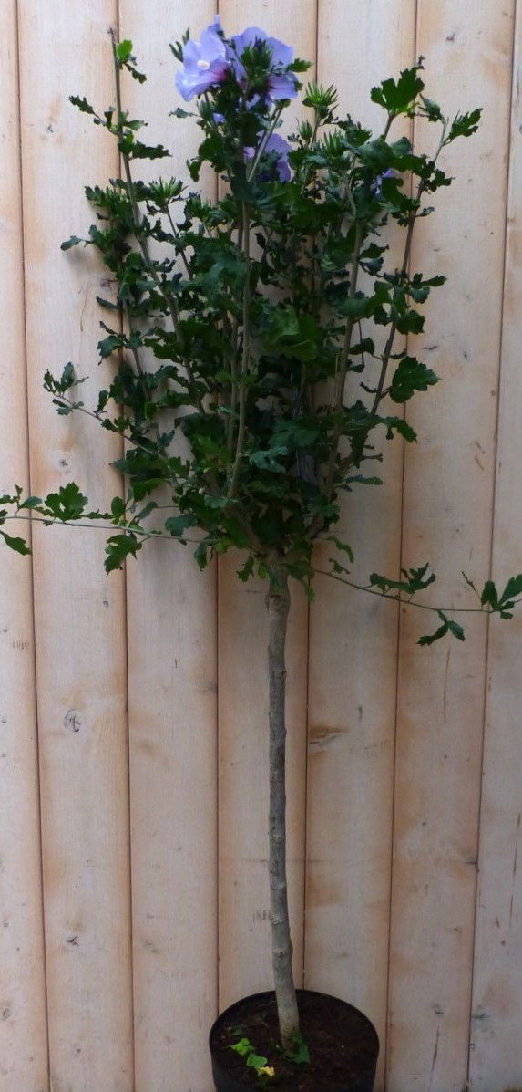 https://cdn.warentuin.nl/media/catalog/product/h/i/hibiscus_op_stam_blauwpaars_100_cm_warentuin_natuurlijk_3__1512.jpg