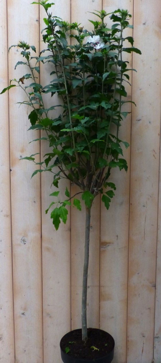 https://cdn.warentuin.nl/media/catalog/product/h/i/hibiscus_op_stam_wit_100_cm_warentuin_natuurlijk_2__f41e.jpg