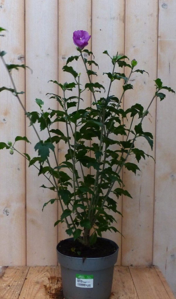 https://cdn.warentuin.nl/media/catalog/product/h/i/hibiscus_struik_blauwpaars_40_cm_warentuin_natuurlijk_2__2b46.jpg