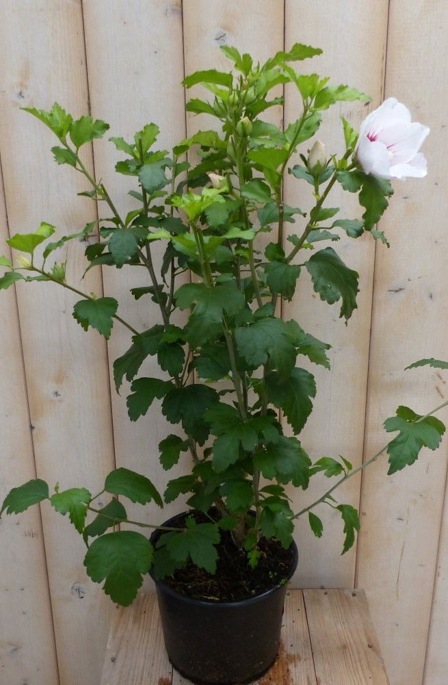 https://cdn.warentuin.nl/media/catalog/product/h/i/hibiscus_struik_wit_40_cm_warentuin_natuurlijk_2__c677.jpg