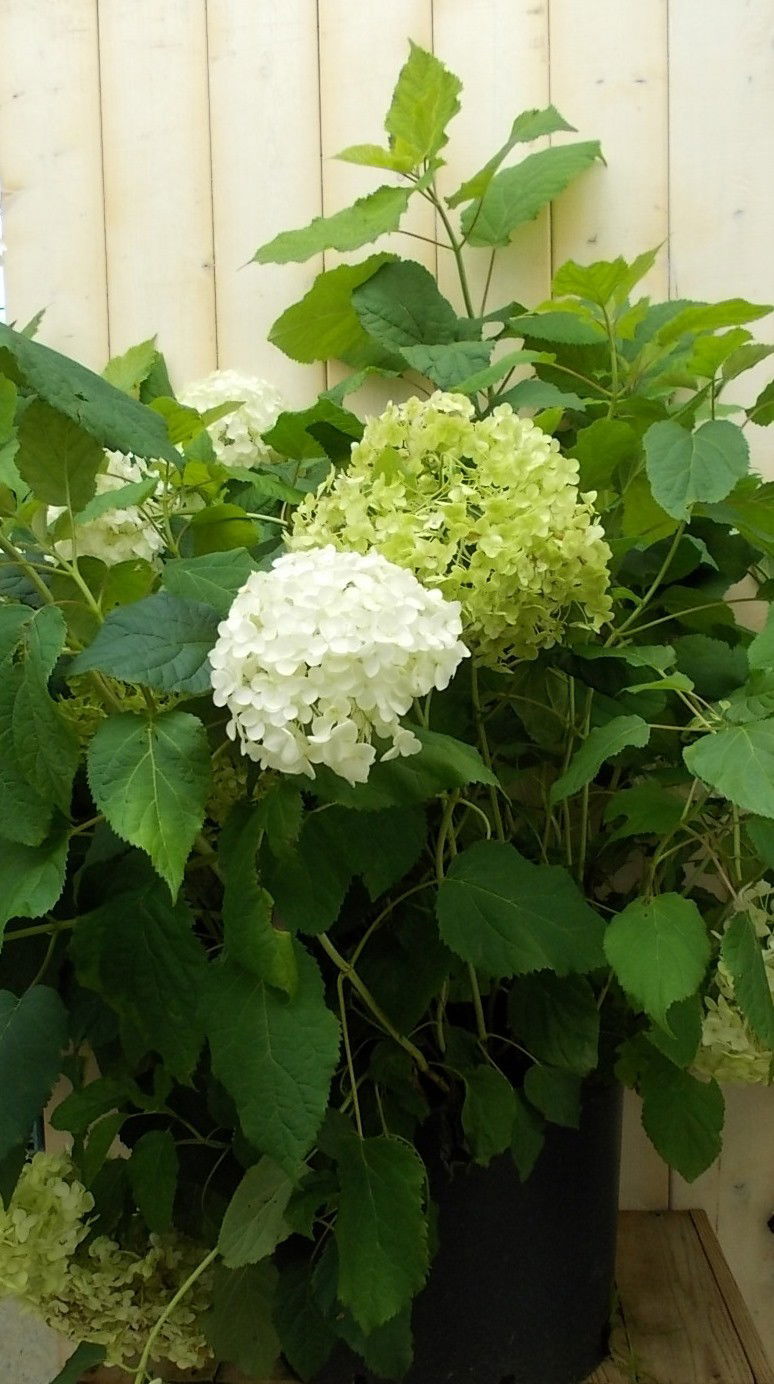 Warentuin natuurlijk Hortensia Annabelle wit Groot - 