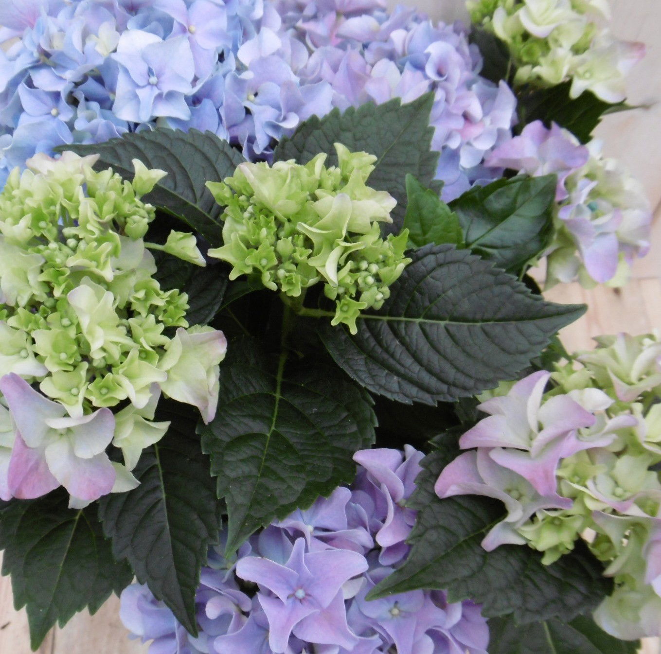 https://cdn.warentuin.nl/media/catalog/product/h/o/hortensia_blauw_3__6d21.jpg