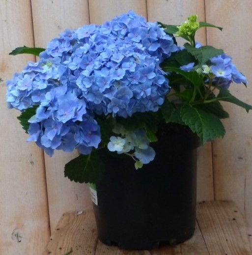 Warentuin natuurlijk Hortensia Hydrangea blauw 40 cm - 