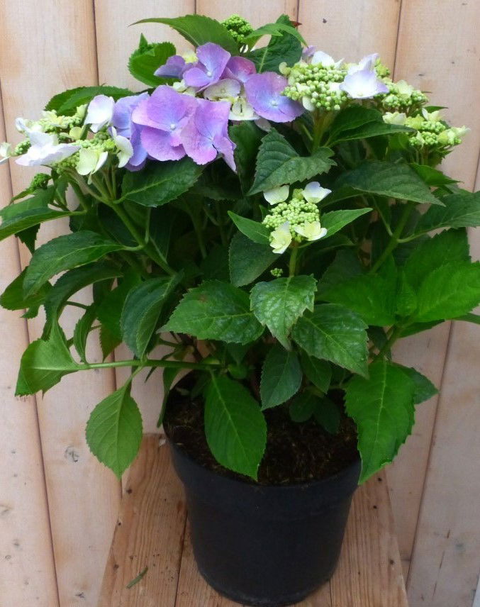 https://cdn.warentuin.nl/media/catalog/product/h/o/hortensia_hydrangea_blauw_randjesbloem_40_cm_warentuin_natuurlijk_3__8bcf.jpg
