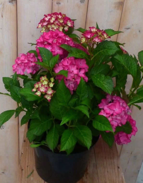 Warentuin natuurlijk Hortensia Hydrangea roze 40 cm - 