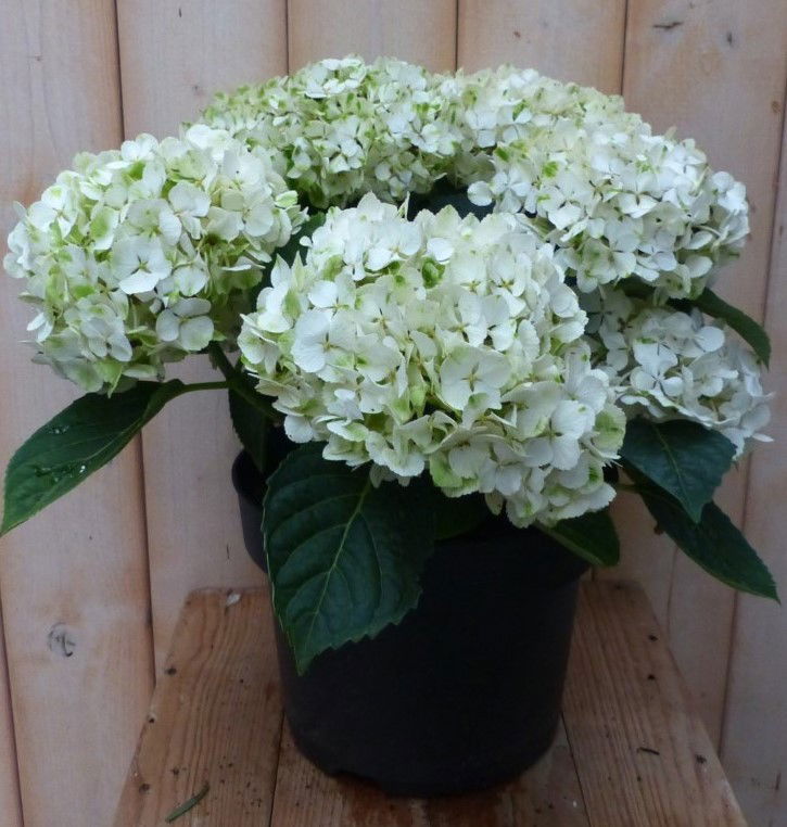 Warentuin natuurlijk Hortensia Hydrangea wit 40 cm - 