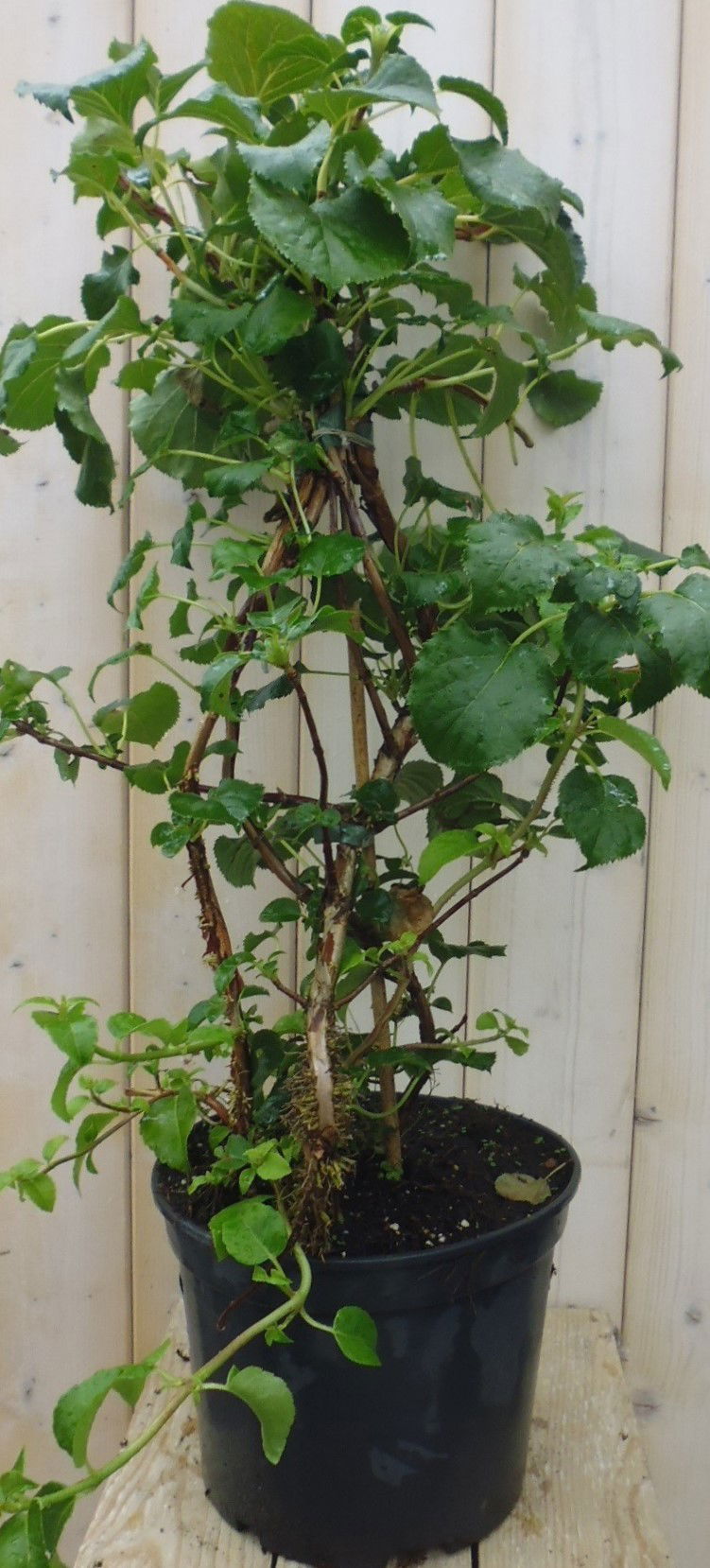 Warentuin natuurlijk Hortensia Klimhortensia - 