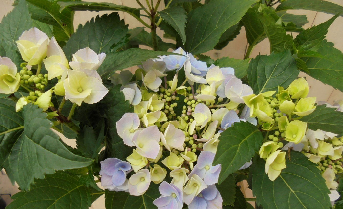 https://cdn.warentuin.nl/media/catalog/product/h/o/hortensia_randjes_bloem_blauw_3__fdb8.jpg