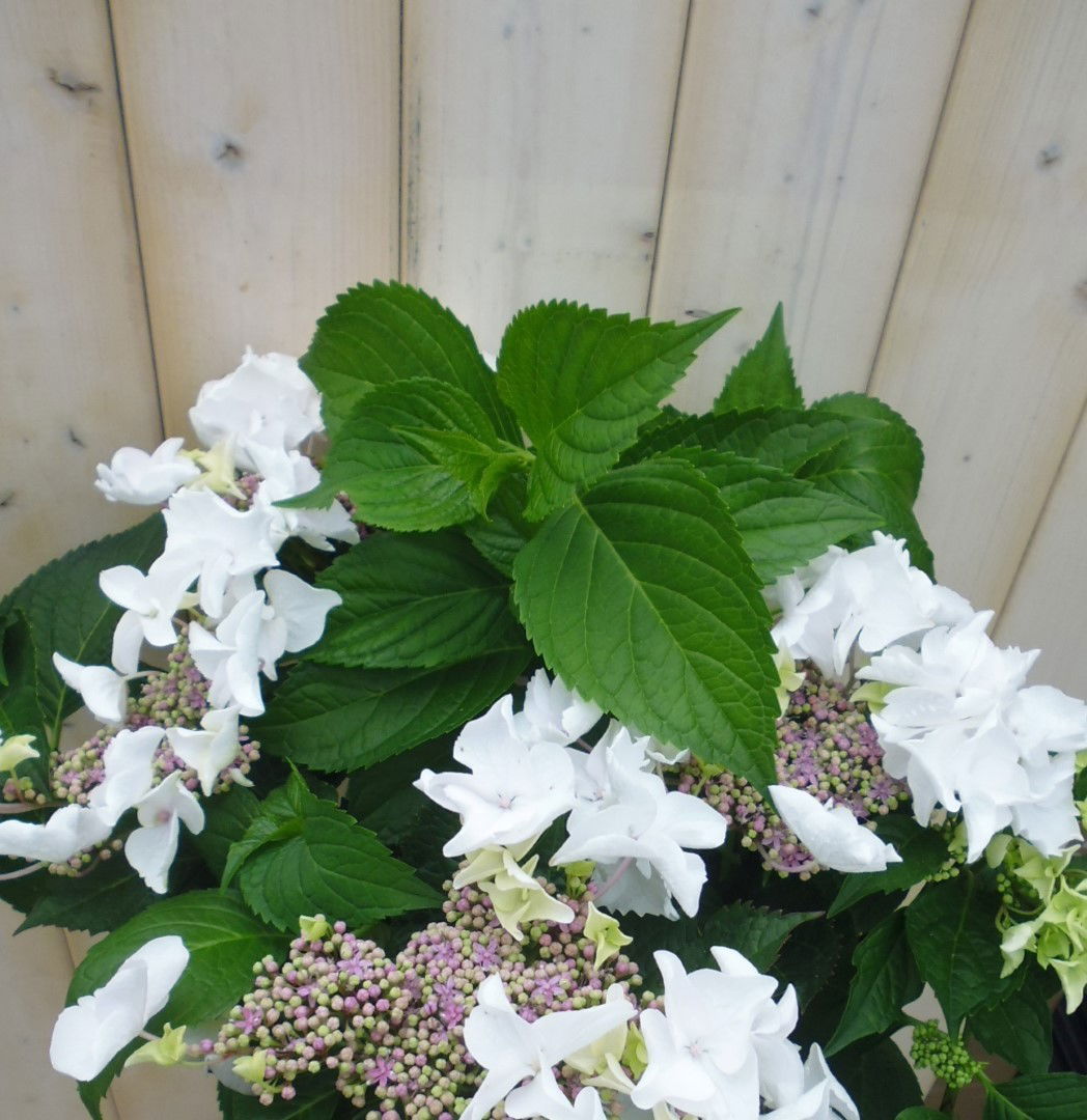 https://cdn.warentuin.nl/media/catalog/product/h/o/hortensia_randjesbloem_7__d674.jpg