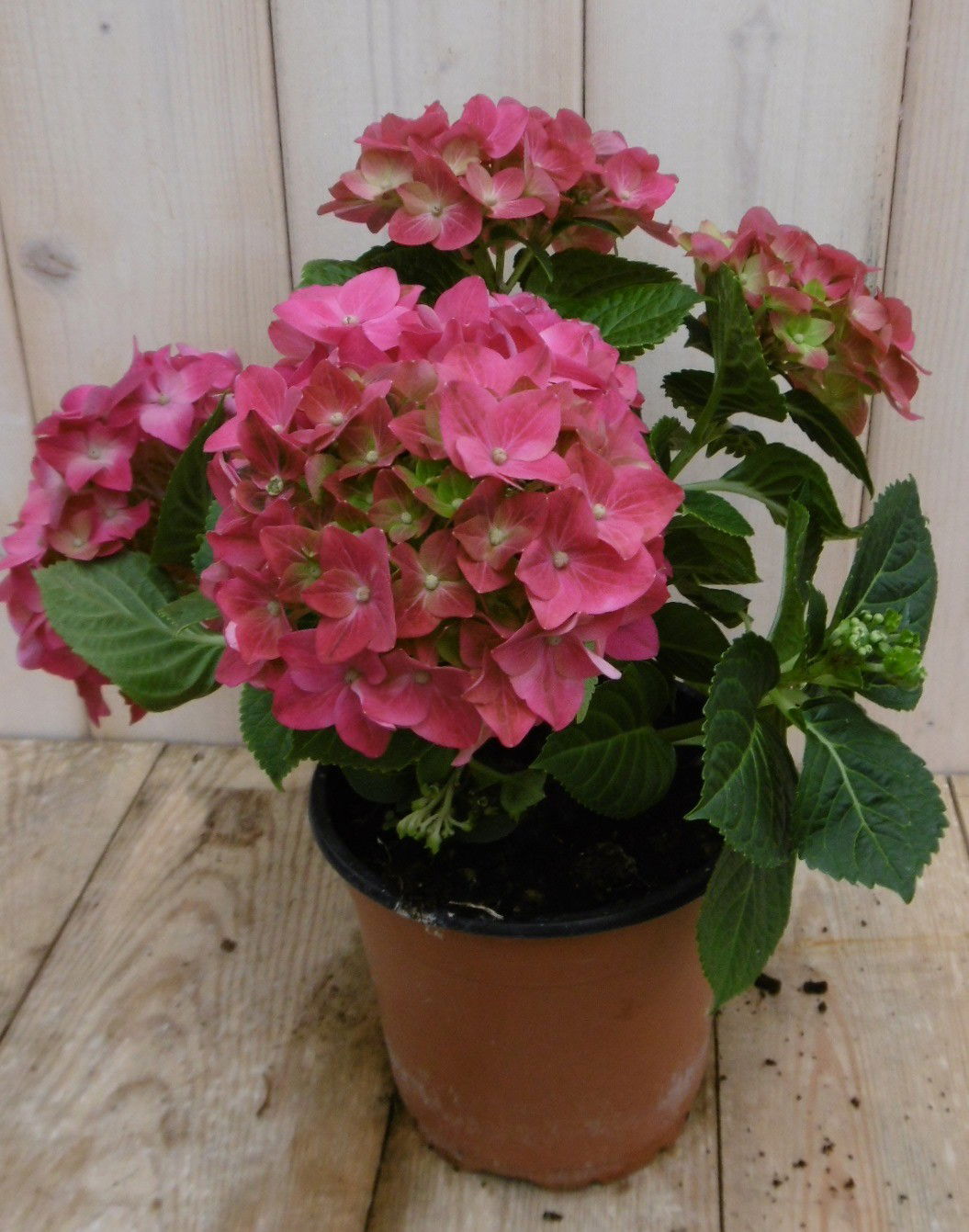 Hortensia Roze 30 40 cm 4 tot 6 bloemen Warentuin Natuurlijk