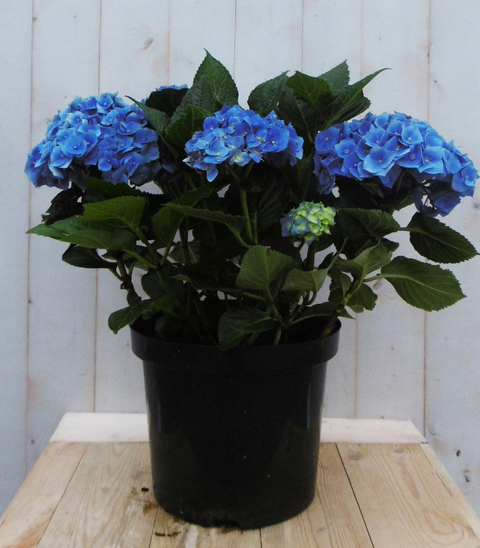 Warentuin natuurlijk Hortensia Hydrangea blauw groot 80 cm - 