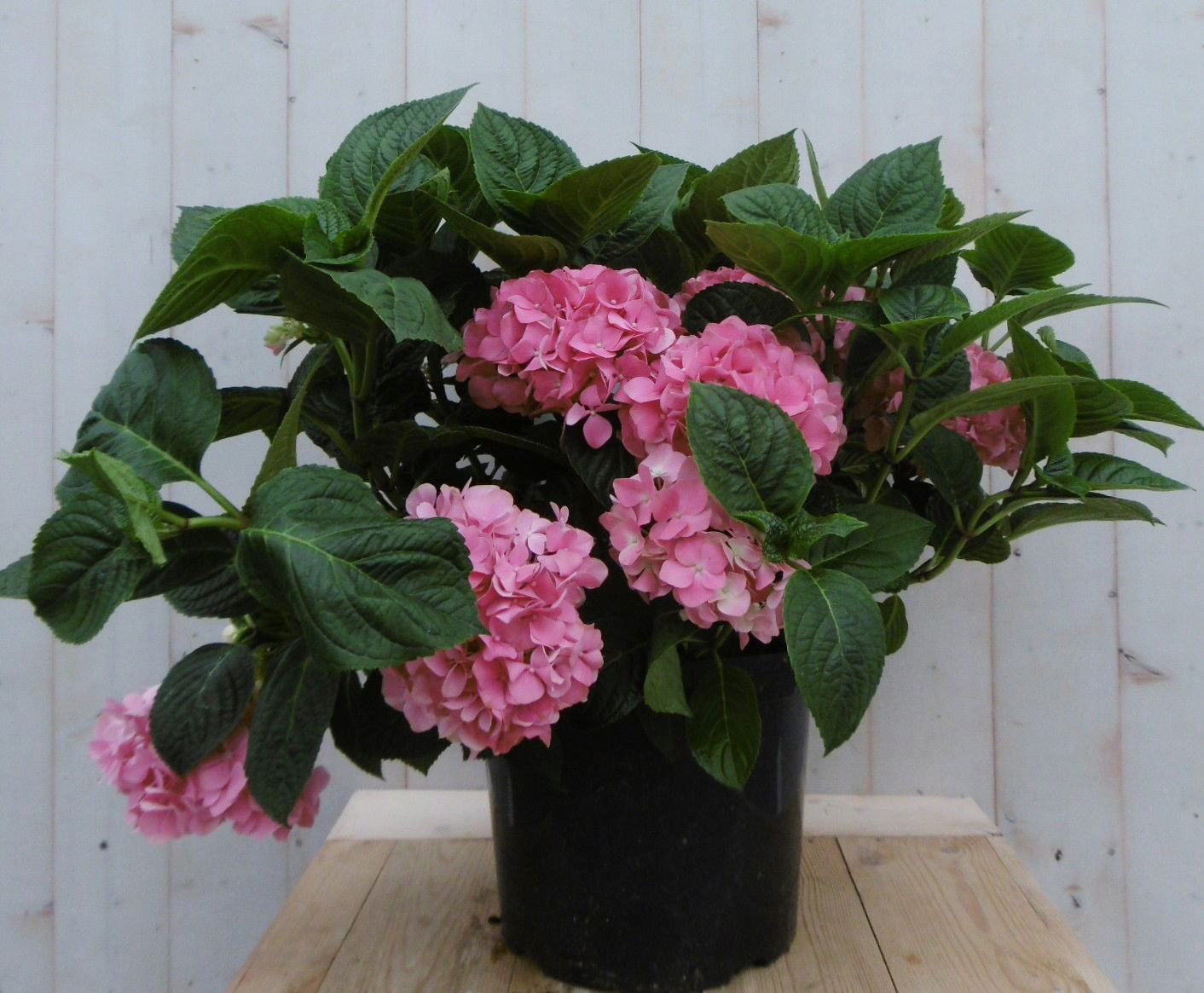Warentuin natuurlijk Hortensia Hydrangea roze groot 80 cm - 