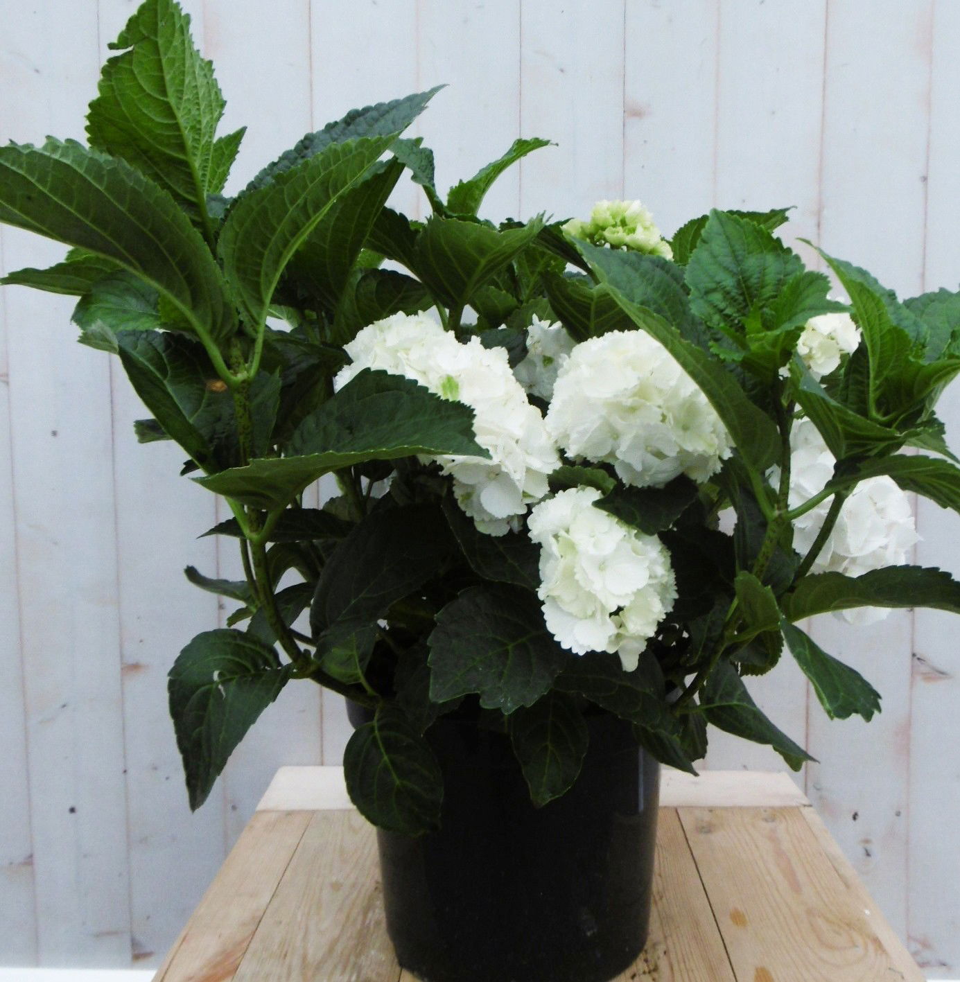 Warentuin natuurlijk Hortensia Hydrangea wit groot 80 cm - 
