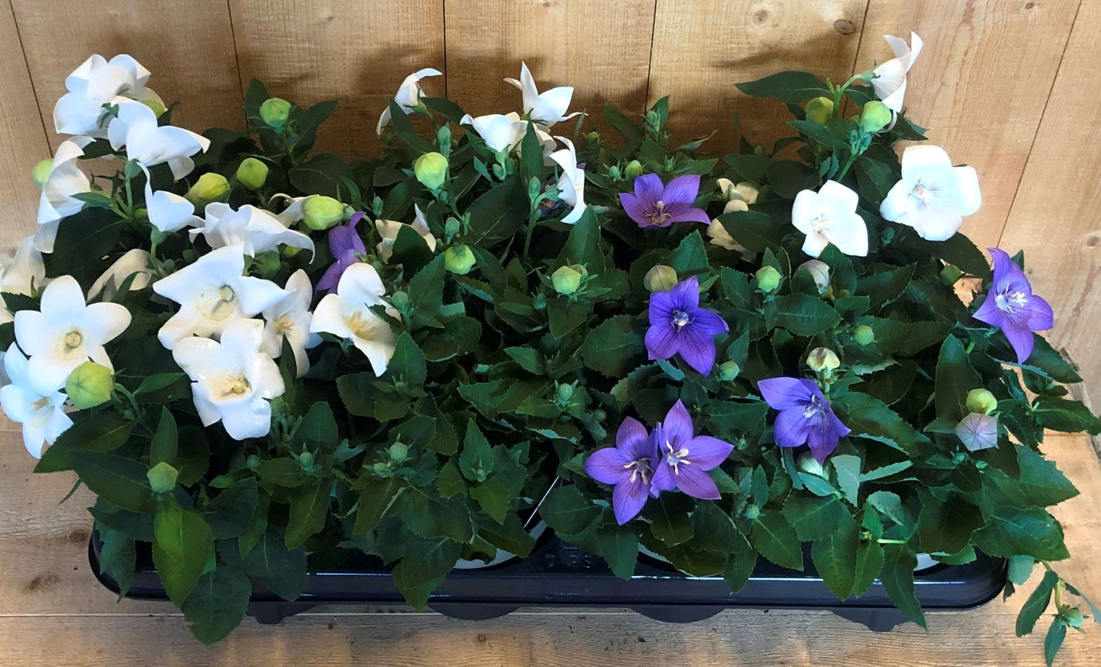 https://cdn.warentuin.nl/media/catalog/product/i/m/image00037_7088.jpeg