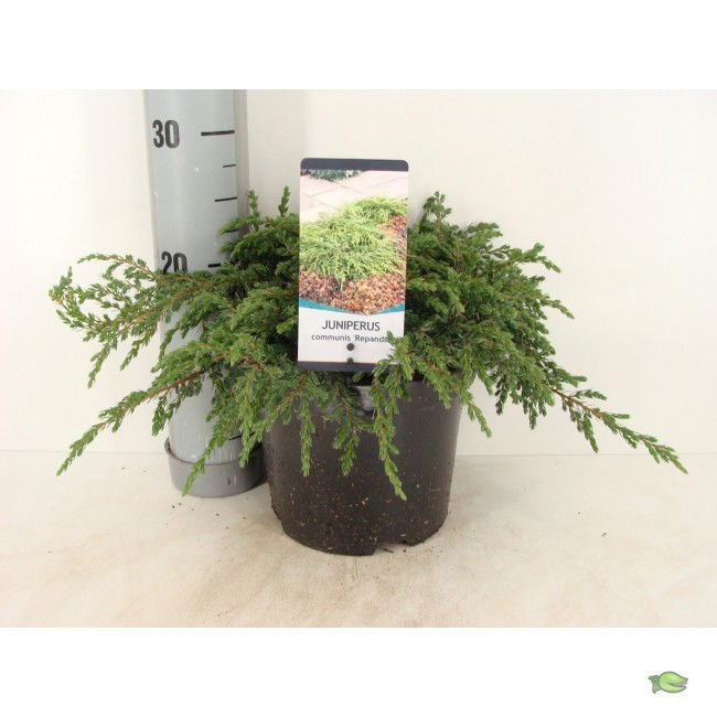 Warentuin natuurlijk Juniperus communis repanda 30 cm - 