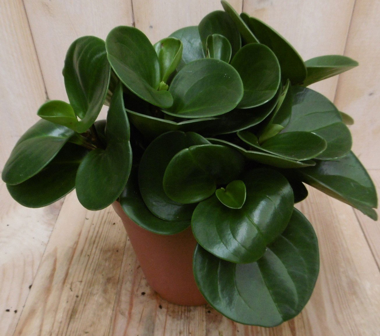 https://cdn.warentuin.nl/media/catalog/product/k/a/kamerplant_bohemian_bravour_peperomia_obtusifolia_4__7175.jpg