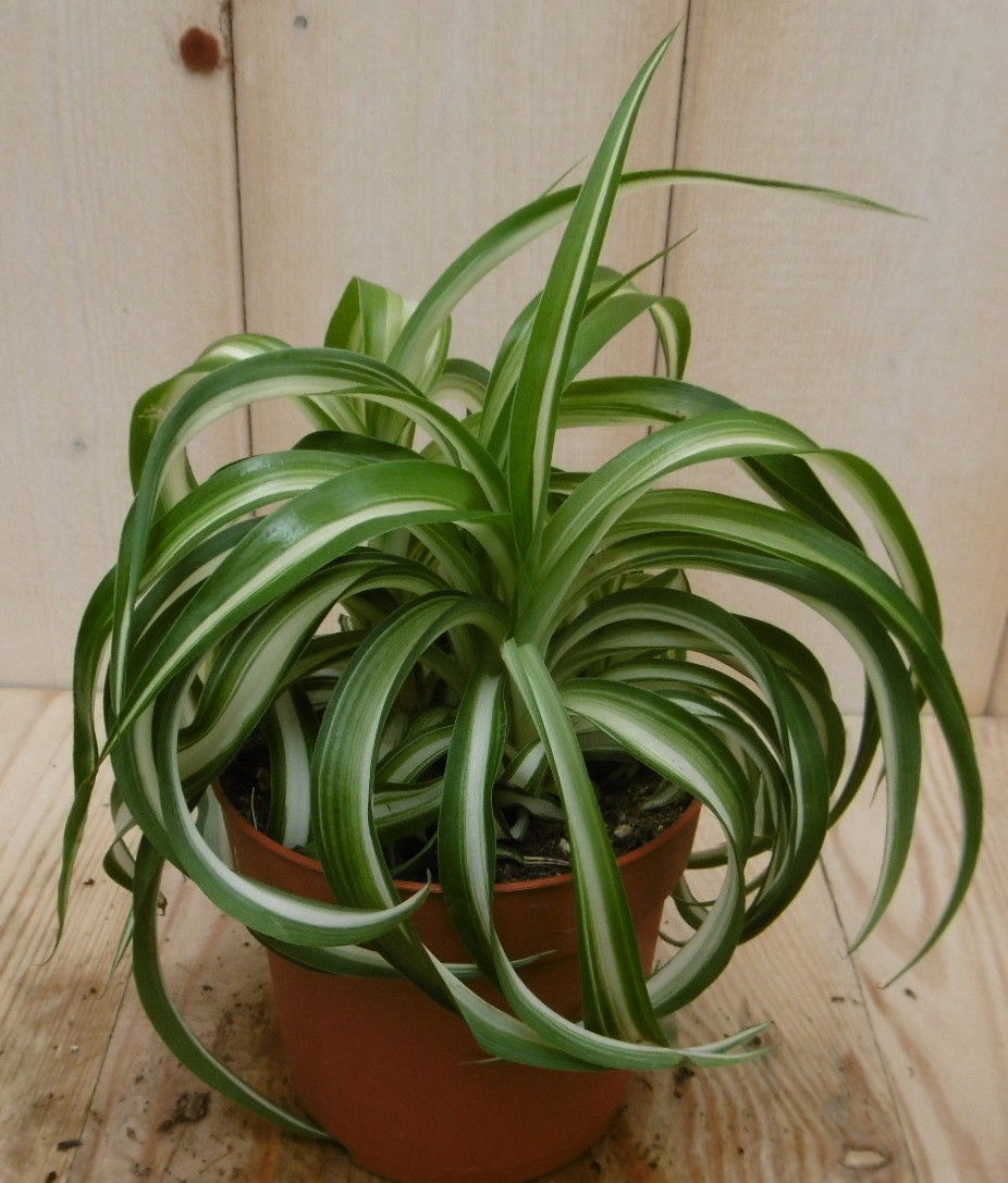 2 stuks! Chlorophytum bonnie Warentuin Natuurlijk