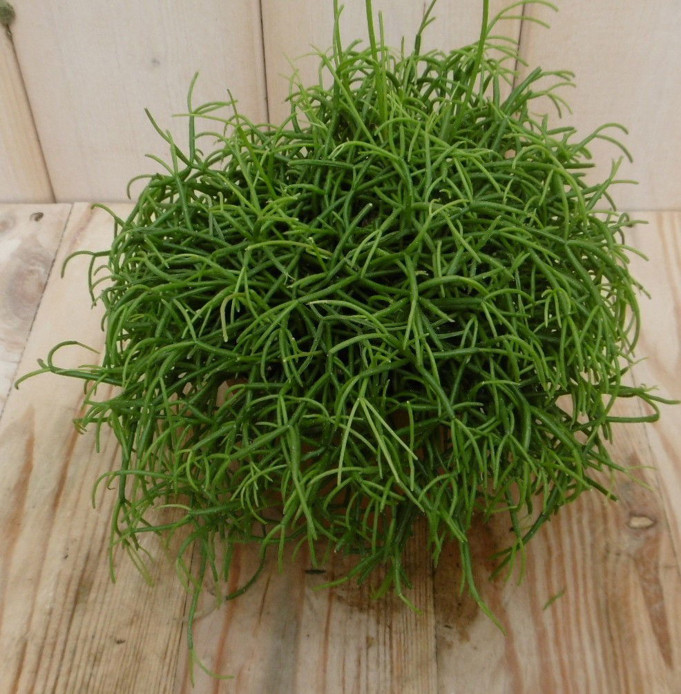 https://cdn.warentuin.nl/media/catalog/product/k/a/kamerplant_coral_breeze_rhipsalis_cassutha_3__bd28.jpg