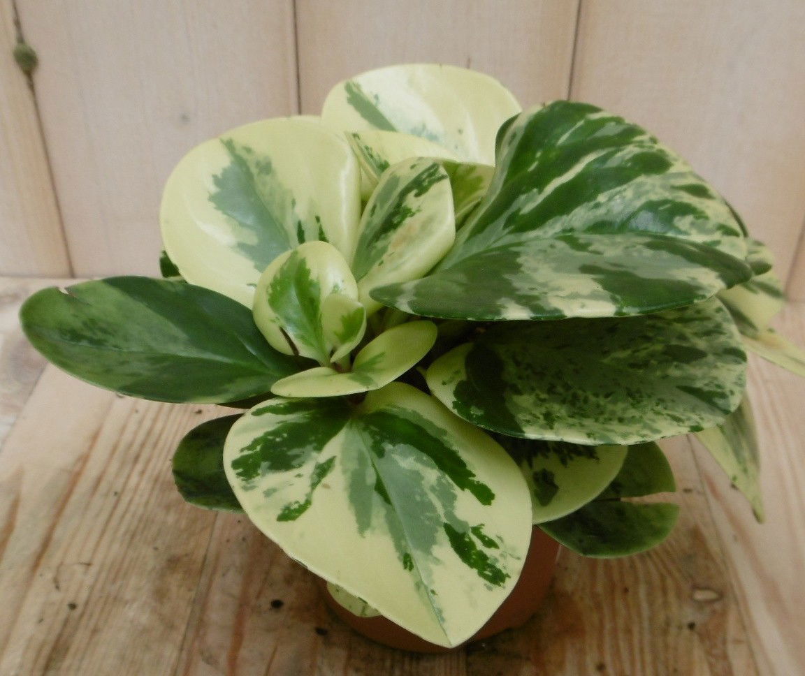 https://cdn.warentuin.nl/media/catalog/product/k/a/kamerplant_golden_genua_peperomia_obtusifolia_var_3__706e.jpg