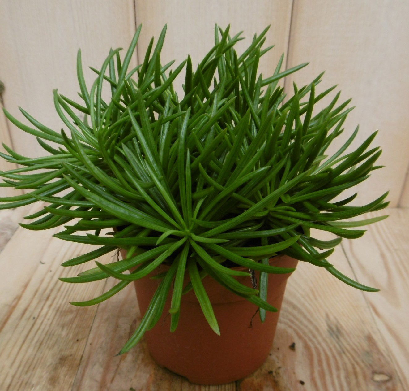 https://cdn.warentuin.nl/media/catalog/product/k/a/kamerplant_himalaya_highlands_senecio_archeri_himalaya_4__78cb.jpg