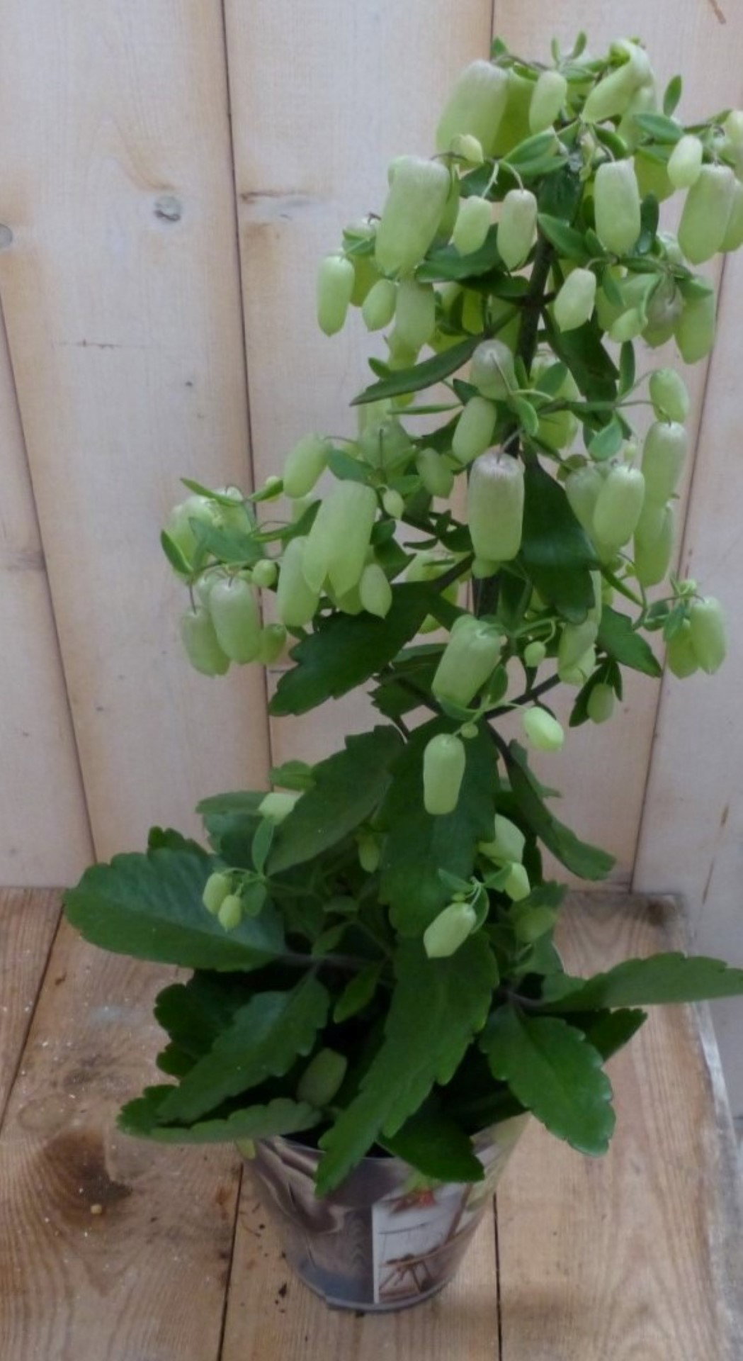 https://cdn.warentuin.nl/media/catalog/product/k/a/kamerplant_kalanchoe_lucky_bells_50_cm_a2ed.jpg