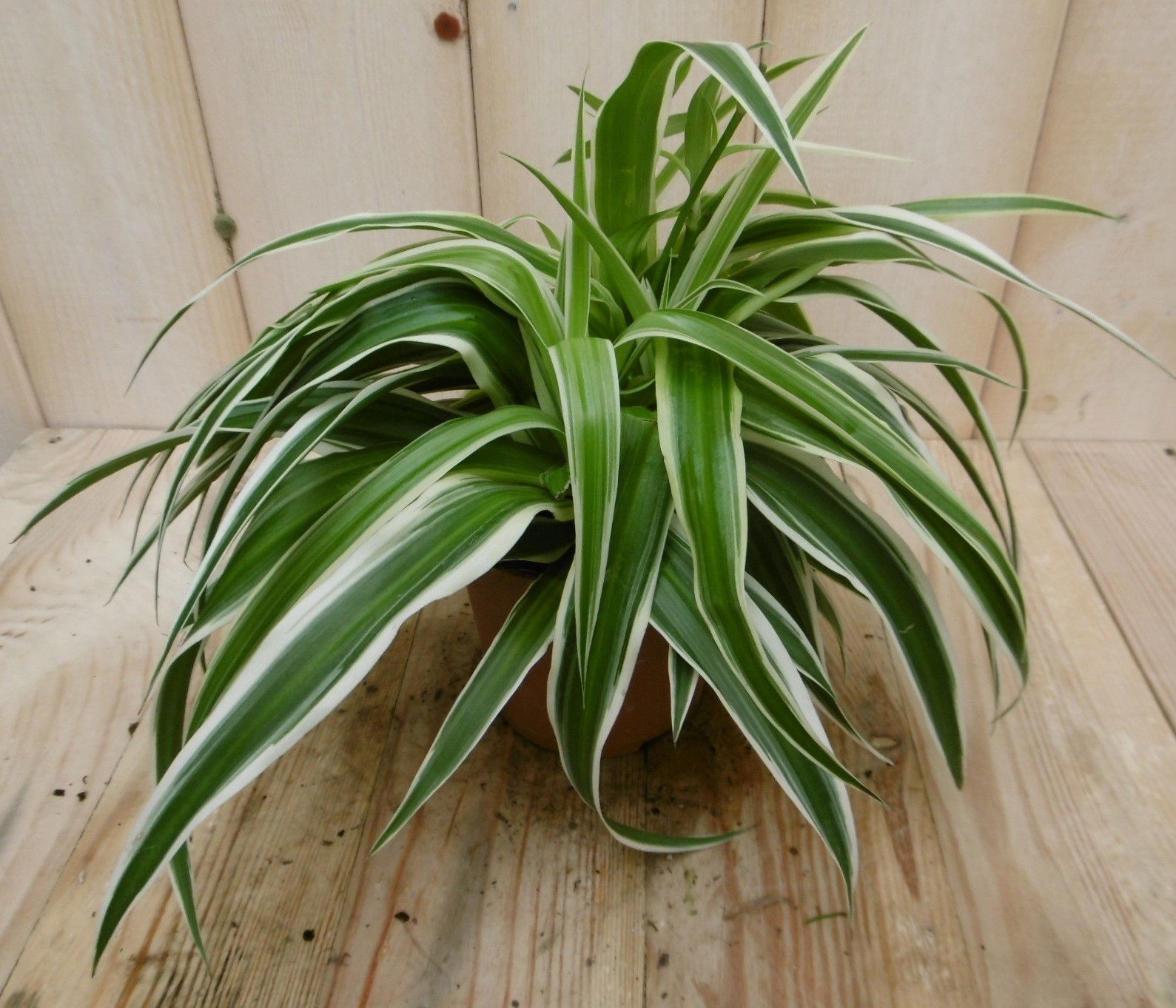 https://cdn.warentuin.nl/media/catalog/product/k/a/kamerplant_ocean_chlorophytum_comosum_ocean_3__830d.jpg