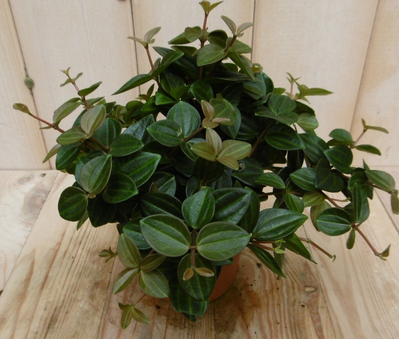 https://cdn.warentuin.nl/media/catalog/product/k/a/kamerplant_rocca_scuro_peperomia_angulata_3__3d80.jpg