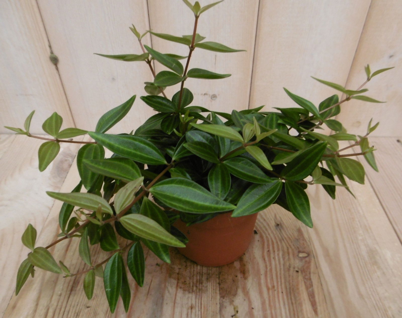 https://cdn.warentuin.nl/media/catalog/product/k/a/kamerplant_rocca_verde_peperomia_angulata_3__1_cdca.jpg