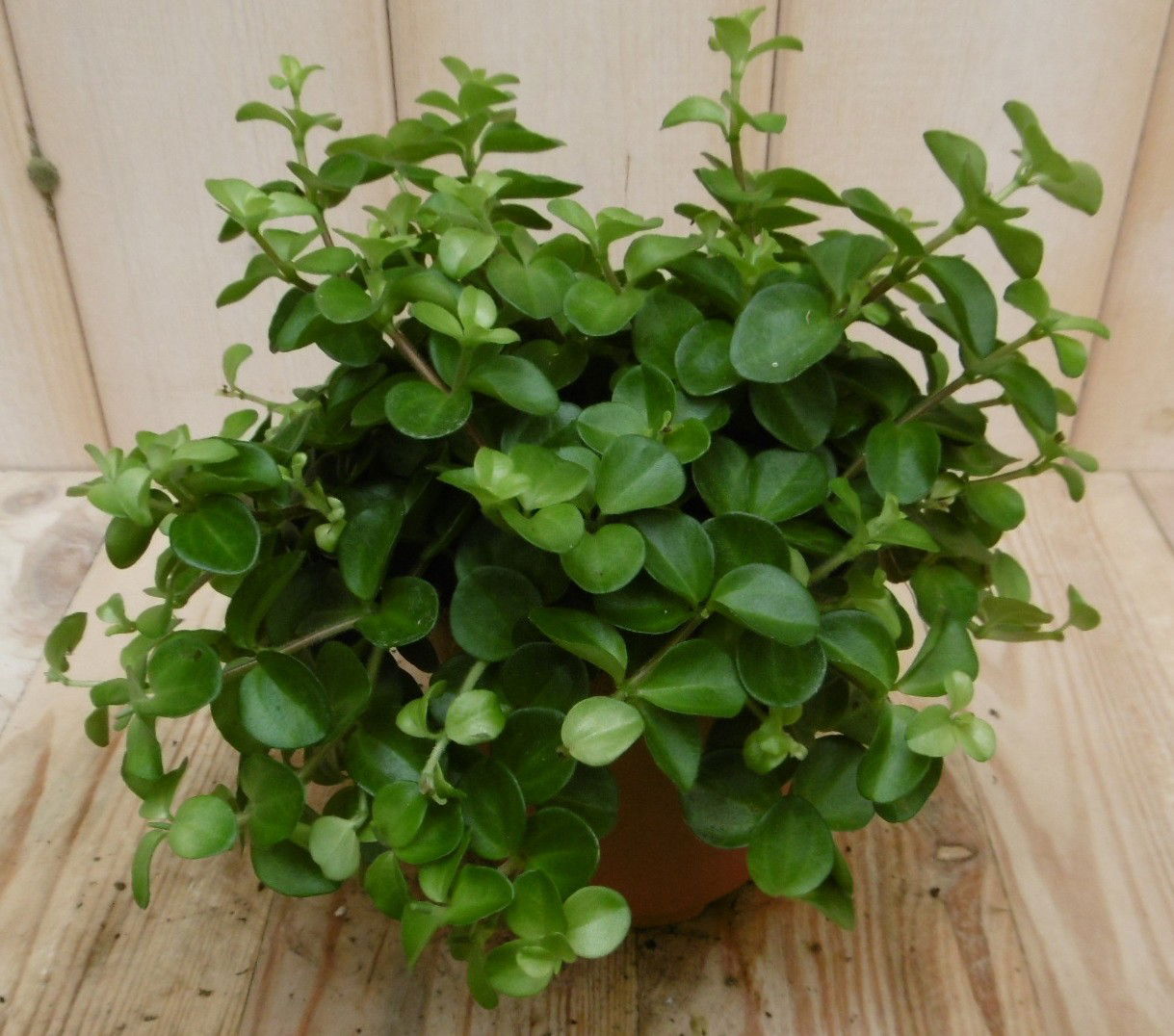 https://cdn.warentuin.nl/media/catalog/product/k/a/kamerplant_rondo_venetiano_peperomia_rotundifolia_3__47ef.jpg