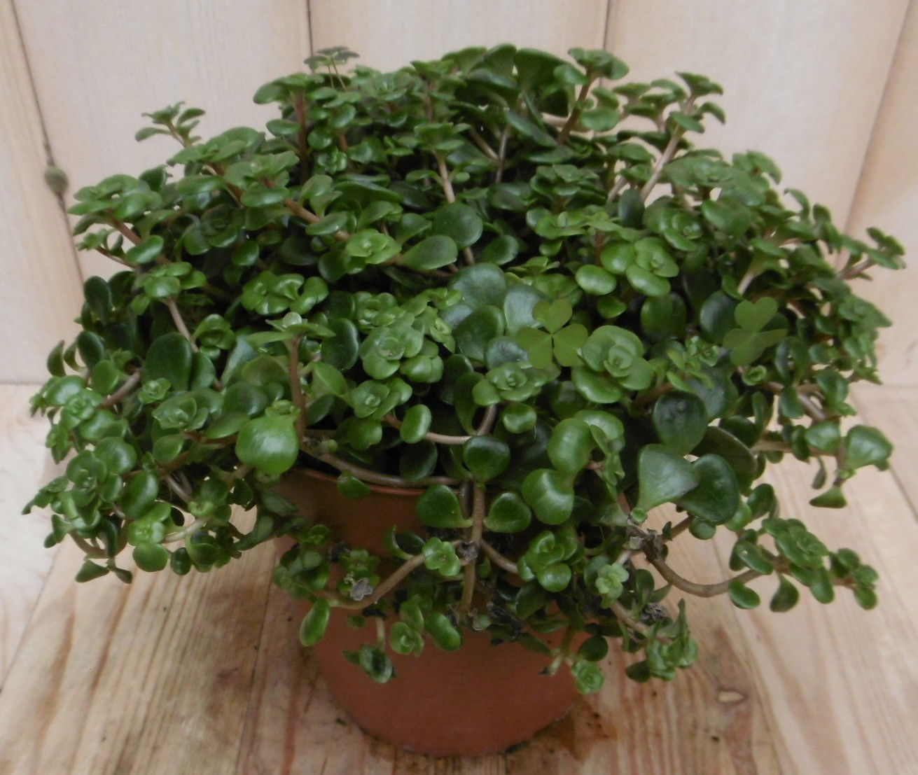 https://cdn.warentuin.nl/media/catalog/product/k/a/kamerplant_tundra_tornado_sedum_makinoii_3__71cb.jpg