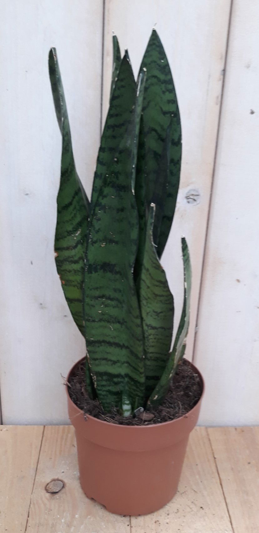 https://cdn.warentuin.nl/media/catalog/product/k/a/kamerplant_vrouwentong_sansevieria_donkergroen_30_cm_1__1d99.jpg