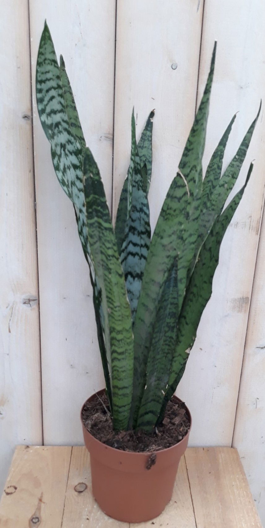 https://cdn.warentuin.nl/media/catalog/product/k/a/kamerplant_vrouwentong_sansevieria_donkergroen_50_cm_warentuin_natuurlijk_1__0d3c.jpg