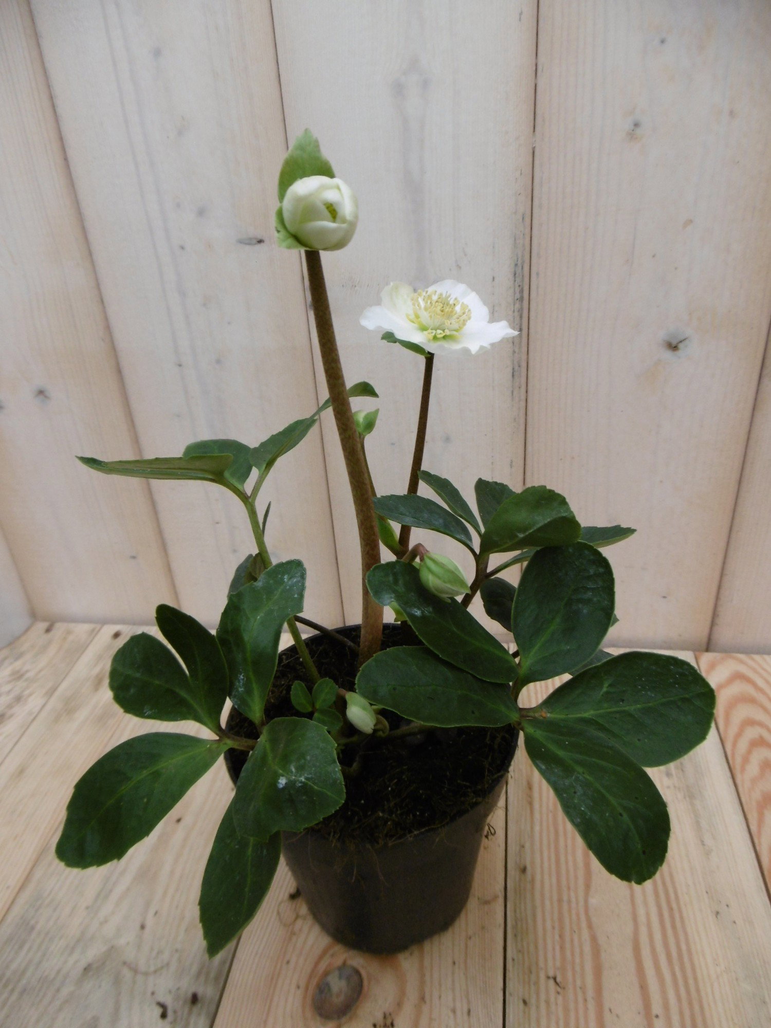 Kerstroos wit klein Warentuin Natuurlijk Helleborus - Warentuin natuurlijk