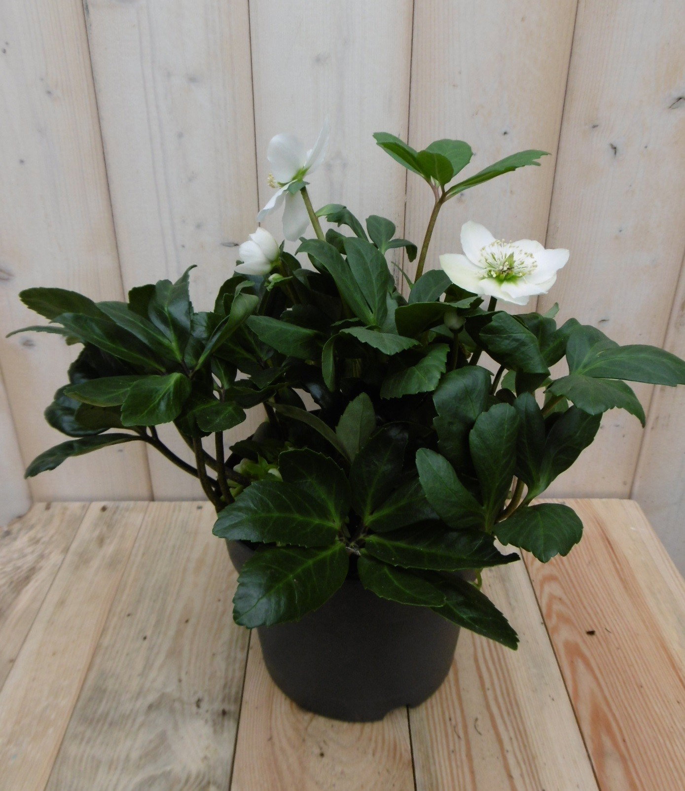 Kerstroos wit middel Warentuin Natuurlijk Helleborus - Warentuin natuurlijk