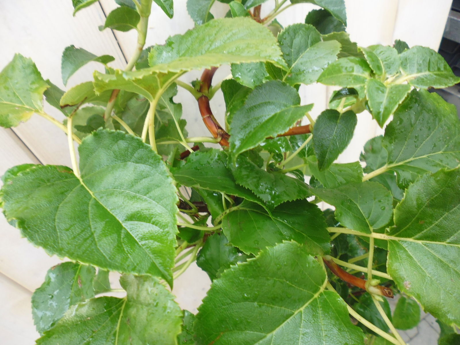 https://cdn.warentuin.nl/media/catalog/product/k/l/klimhortensia_1__1_46ac.jpg